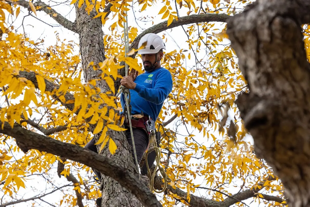 Skilled Storm Damage Cleanup crew working in White Lake